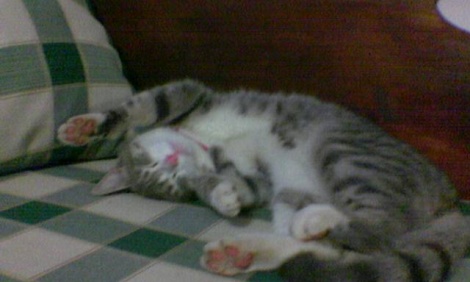 Picture