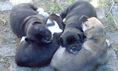 Picture
